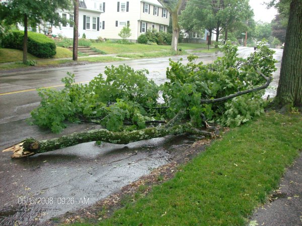 The tree man cometh: fallen limb strikes car on Cross St.