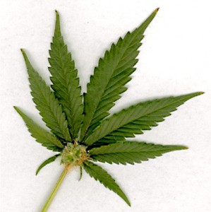 legalize it? not quite -- but at least "don't criminalize it!"