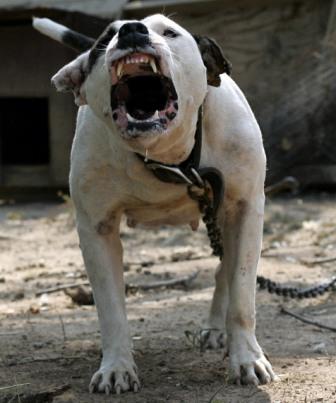 Who let the dogs out?